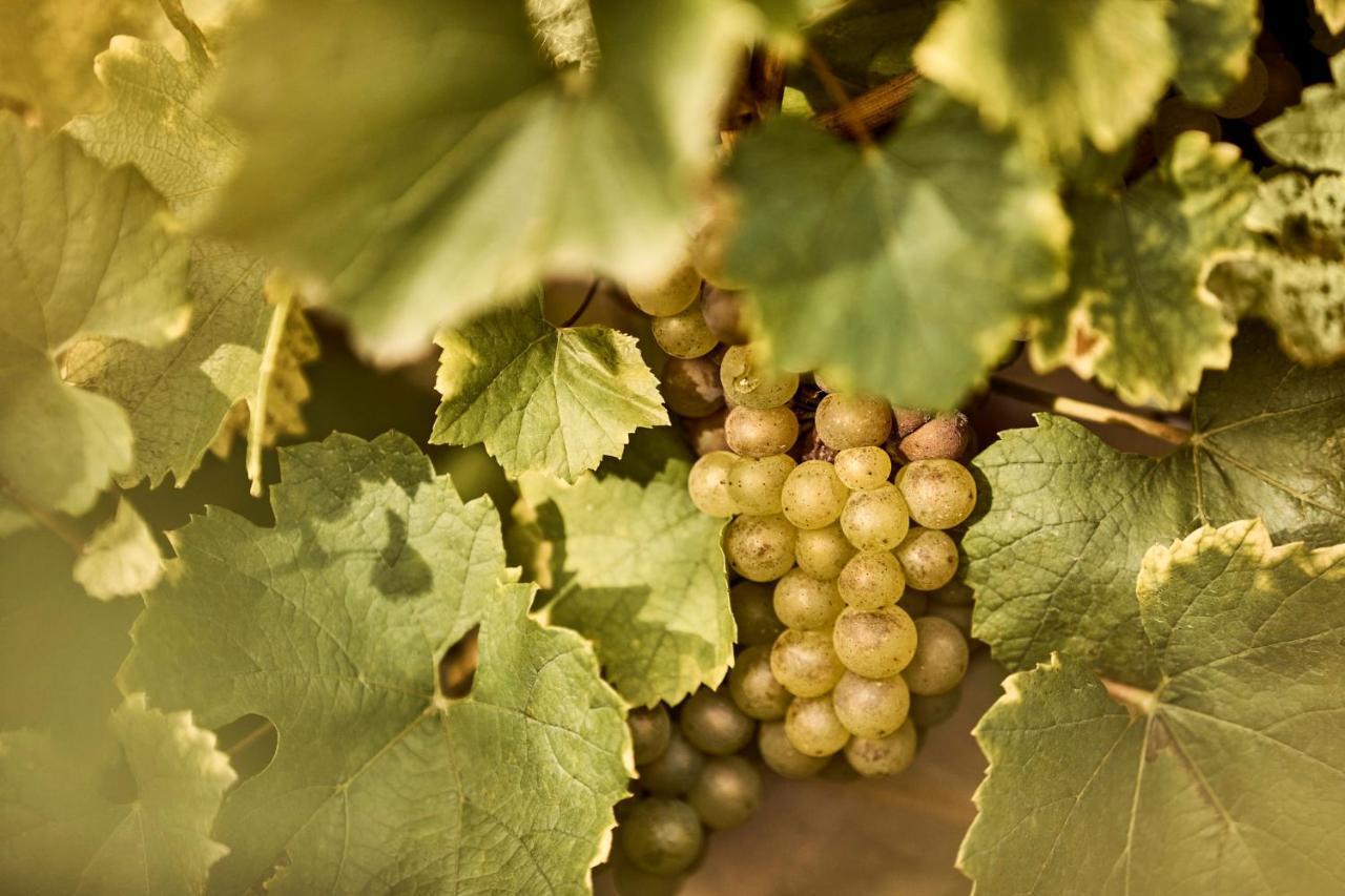 Como Le Montrachet Puligny-Montrachet Εξωτερικό φωτογραφία